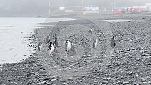 penguins on the stone coast of the Antarctic peninsula at cloudy weather, polar stations of different countries in the