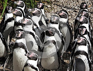 Penguins on sunbath