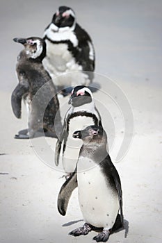 Penguins sunbathing