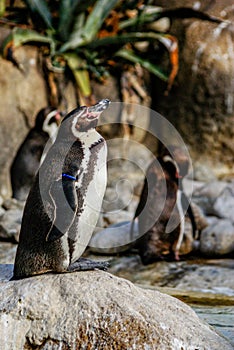 Penguins sunbathing at Barcelona zoo