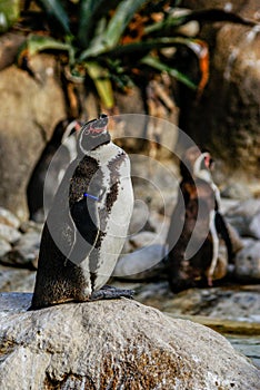 Penguins sunbathing at Barcelona zoo