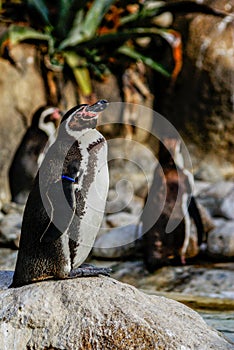 Penguins sunbathing at Barcelona zoo