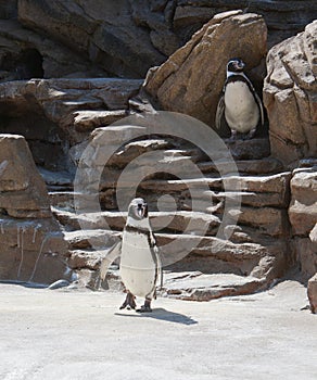 Penguins in the Sunshine