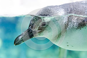 Penguins swim in the aquarium of Genoa Italy