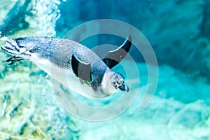 Penguins swim in the aquarium of Genoa Italy