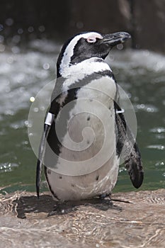 Penguins swimming