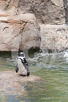 Penguins swimming