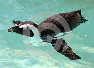 Penguins Swimming