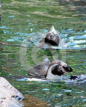 Penguins swimming in a pool