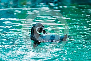 Penguins are swimming and preen hair in the zoo