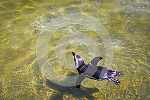 Penguins Swimming In A Shallow Pool At The Zoo