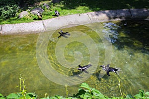 Penguins Swimming In A Shallow Pool At The Zoo