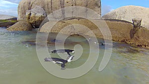 Penguins swimming underwater