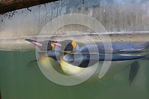 Penguins Swimming in water