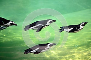 Penguins swimming in water -  banded penguins - Spheniscus - swimming in green water