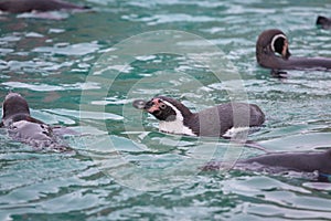 Penguins swimming at the zoo