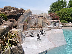 Penguins in their zoo area