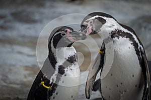Penguins Touching Beaks in a Display of Affection