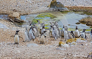 Penguins in trouble