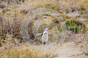 Penguins in trouble