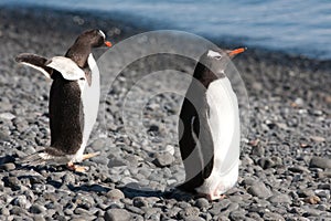 Penguins, two cute Gentoo Penguins - Pygoscelis papua, waddling on stony beach on sunny day