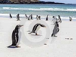 Penguins under Discussion at Falkland Islands