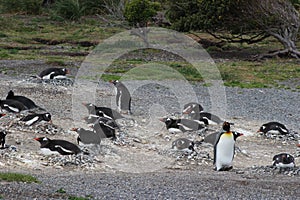 Penguins in Ushuaia