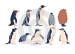 Penguins Various Species, Emperor, Adelie, Gentoo, Rockhopper And King Penguins. They Vary In Size, Habitat And Markings