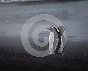 Penguins on volcanic island