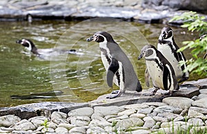 Penguins walk