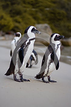 Penguins walking outside near a beach