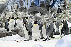 Penguins wildlife animal antartica grop