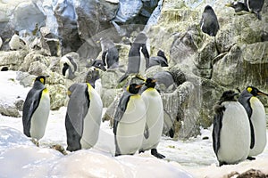 Penguins wildlife animal antartica grop photo