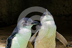 Penguins in the wildlife park in Perth