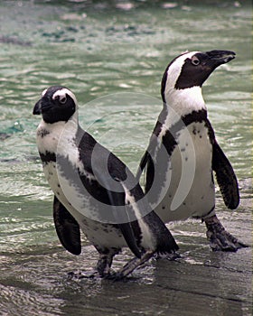 Penguins at the Zoo