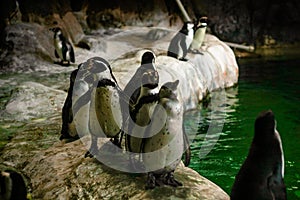 Penguins in the zoo