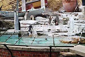 Penguins Zoo