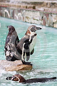 Penguins Zoo