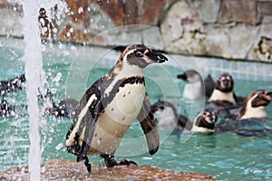 Penguins Zoo