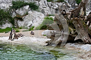 Penguins at the zoo