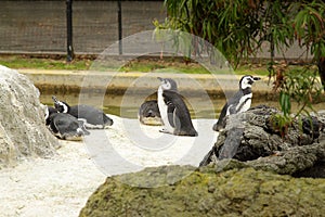 Penguins in zoo