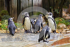 Penguins on a zoo