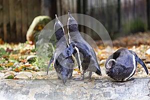 Penguins on a zoo