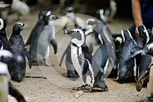 Penguins in a zoo