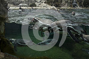 Penguins in a Zoo