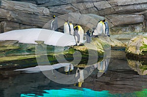 Penguins in zoo