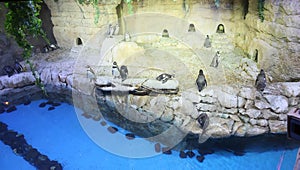 Penguins in the zoo of Dubai. UAE.