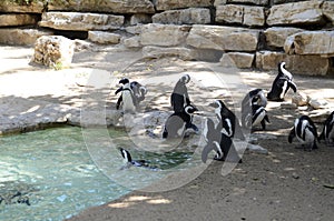 Penguins Zoo