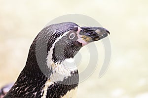 Penguins on a zoo photo
