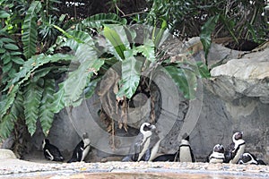 Penguins in zoo
